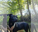 Small Photo #12 Mutt Puppy For Sale in Candler, NC, USA