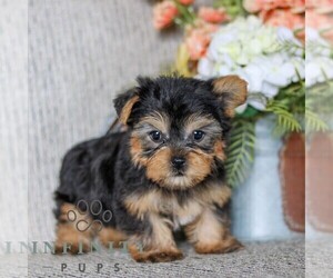 Yorkshire Terrier Puppy for sale in LITITZ, PA, USA