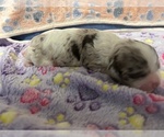 Puppy Blue Collar Cocker Spaniel