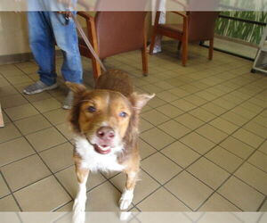 Border Collie Dogs for adoption in Ocala, FL, USA
