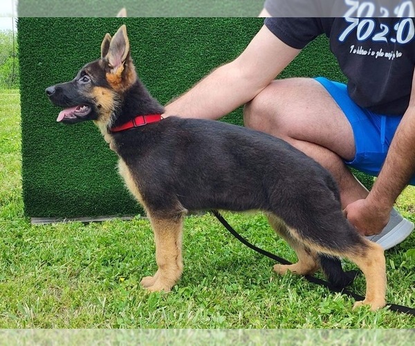 Medium Photo #3 German Shepherd Dog Puppy For Sale in LOUISVILLE, KY, USA