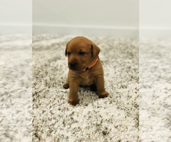 Medium Photo #3 Labrador Retriever Puppy For Sale in STEVENS, PA, USA