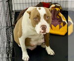 Small #1 American Pit Bull Terrier