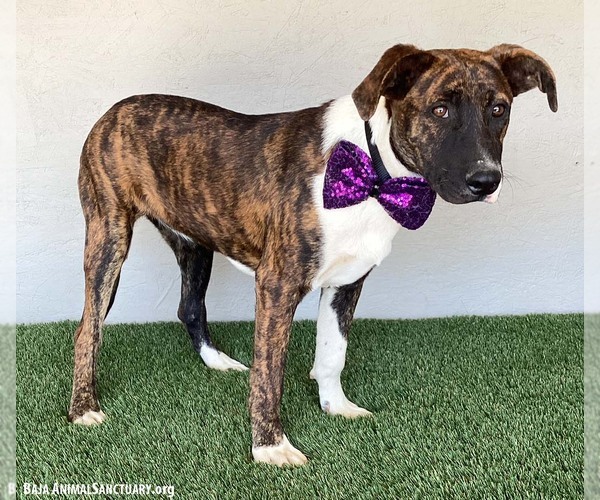 Medium Photo #6 American Pit Bull Terrier-Dutch Shepherd  Mix Puppy For Sale in San Diego, CA, USA