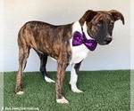 Small #5 American Pit Bull Terrier-Dutch Shepherd  Mix