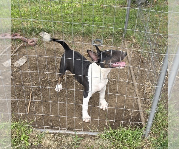 Medium Photo #10 Bull Terrier Puppy For Sale in LONG BEACH, CA, USA