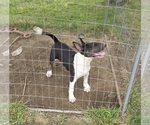 Small #9 Bull Terrier