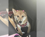 COURTESY POST: Ikigai - Female Shiba Inu Dog for Adoption - Small photo