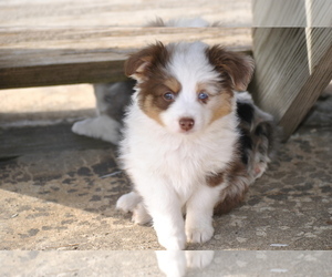 Miniature Australian Shepherd Puppy for sale in LOUISBURG, KS, USA