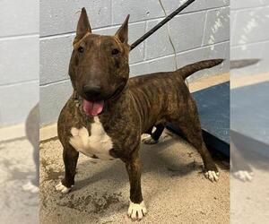 Miniature Bull Terrier Dogs for adoption in Woodland, CA, USA