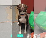 Small #2 Australian Kelpie-Boxer Mix