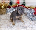 Small Photo #14 French Bulldog Puppy For Sale in BITTER LAKE, WA, USA