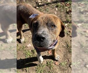 Labrador Retriever-Unknown Mix Dogs for adoption in Tulsa, OK, USA