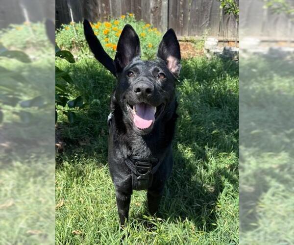 Medium Photo #4 German Shepherd Dog-Unknown Mix Puppy For Sale in Fremont, CA, USA