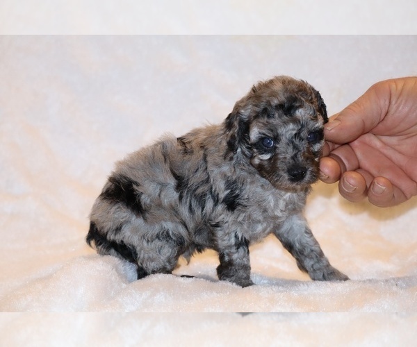 Medium Photo #11 Poodle (Toy) Puppy For Sale in DYERSBURG, TN, USA