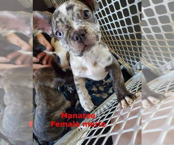 Medium Photo #1 French Bulldog Puppy For Sale in NORTH VERNON, IN, USA