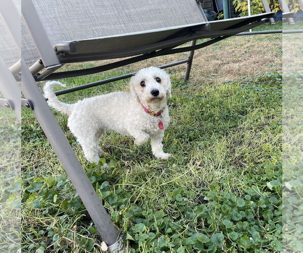 Medium Photo #5 Bichon Frise-Unknown Mix Puppy For Sale in St. Louis Park, MN, USA