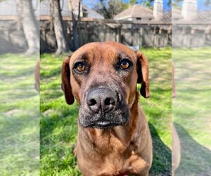 Rhodesian Ridgeback Dogs for adoption in Scottsboro, AL, USA