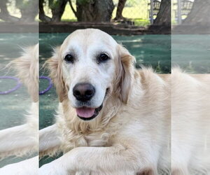 Luna - Female Golden Retriever Dog for Adoption - Photo #2