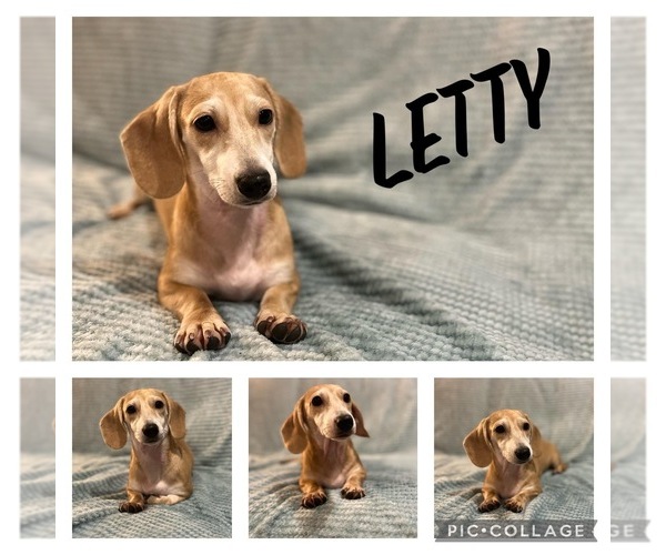 Medium Photo #1 Dachshund Puppy For Sale in JACKSONVILLE, FL, USA