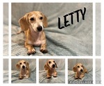 Small Photo #1 Dachshund Puppy For Sale in JACKSONVILLE, FL, USA