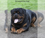 Small Photo #4 Rottweiler Puppy For Sale in ENON, OH, USA