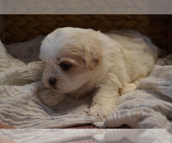 Medium Photo #3 Mal-Shi Puppy For Sale in GREENWOOD, WI, USA