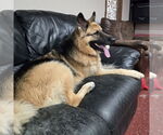 Small #15 German Shepherd Dog