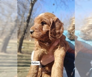 Irish Doodle Puppy for sale in PRINCEVILLE, IL, USA