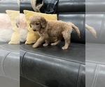 Small #8 Goldendoodle