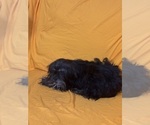 Small Photo #13 Shih Tzu Puppy For Sale in BROOKLET, GA, USA