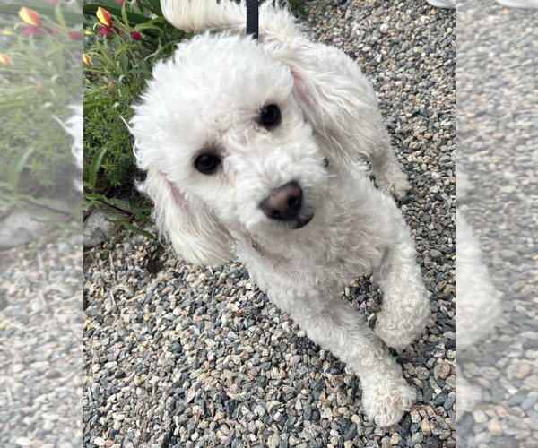 Medium Photo #2 Poodle (Miniature) Puppy For Sale in Oak Bluffs, MA, USA
