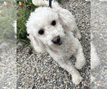 Small #1 Poodle (Miniature)