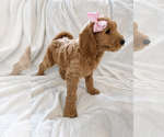 Small #2 Goldendoodle