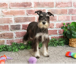 Small #8 Schnauzer (Miniature)