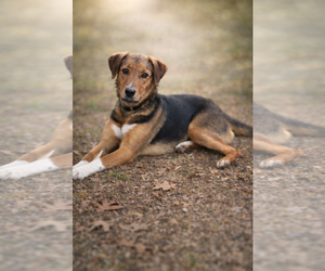 German Shepherd Dog-Unknown Mix Dogs for adoption in Rustburg, VA, USA