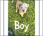 Small Photo #5 American Bulldog Puppy For Sale in BROOKLET, GA, USA
