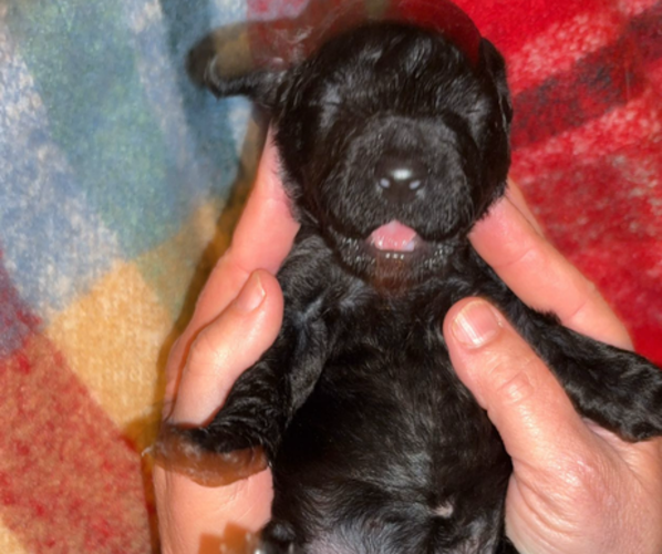 Medium Photo #1 Poodle (Standard) Puppy For Sale in DEXTER, MO, USA