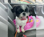Small Shih Tzu