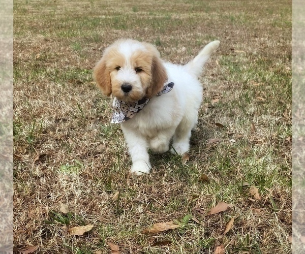 Medium Photo #1 Goldendoodle Puppy For Sale in CHESNEE, SC, USA