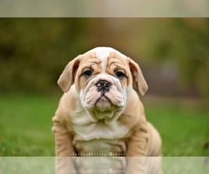 English Bulldog Puppy for sale in Balakliya, Kharkiv, Ukraine