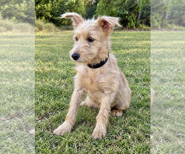 Medium Photo #2 Mutt Puppy For Sale in PIPE CREEK, TX, USA