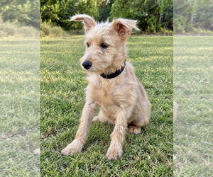 Lennox - Male Mutt Dog for Adoption - Photo #2
