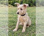 Small Photo #2 Mutt Puppy For Sale in PIPE CREEK, TX, USA