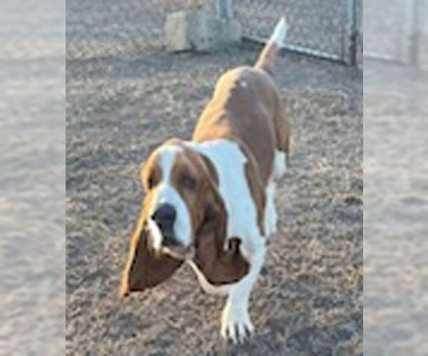 Medium Photo #1 Basset Hound Puppy For Sale in Deepwater, NJ, USA