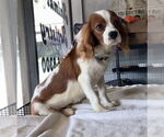 Small #3 Cavalier King Charles Spaniel