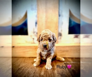 Goldendoodle mix (+ Poodle Toy) Puppy for sale in SAINT JAMES, MO, USA