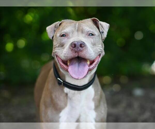 Medium Photo #2 American Staffordshire Terrier-Unknown Mix Puppy For Sale in Tavares, FL, USA
