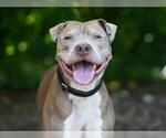 Small #1 American Staffordshire Terrier Mix