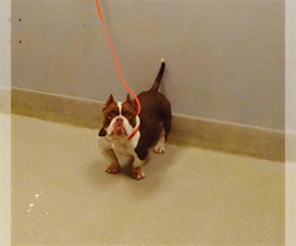 Medium Photo #1 Bulldog-Unknown Mix Puppy For Sale in Las Vegas, NV, USA